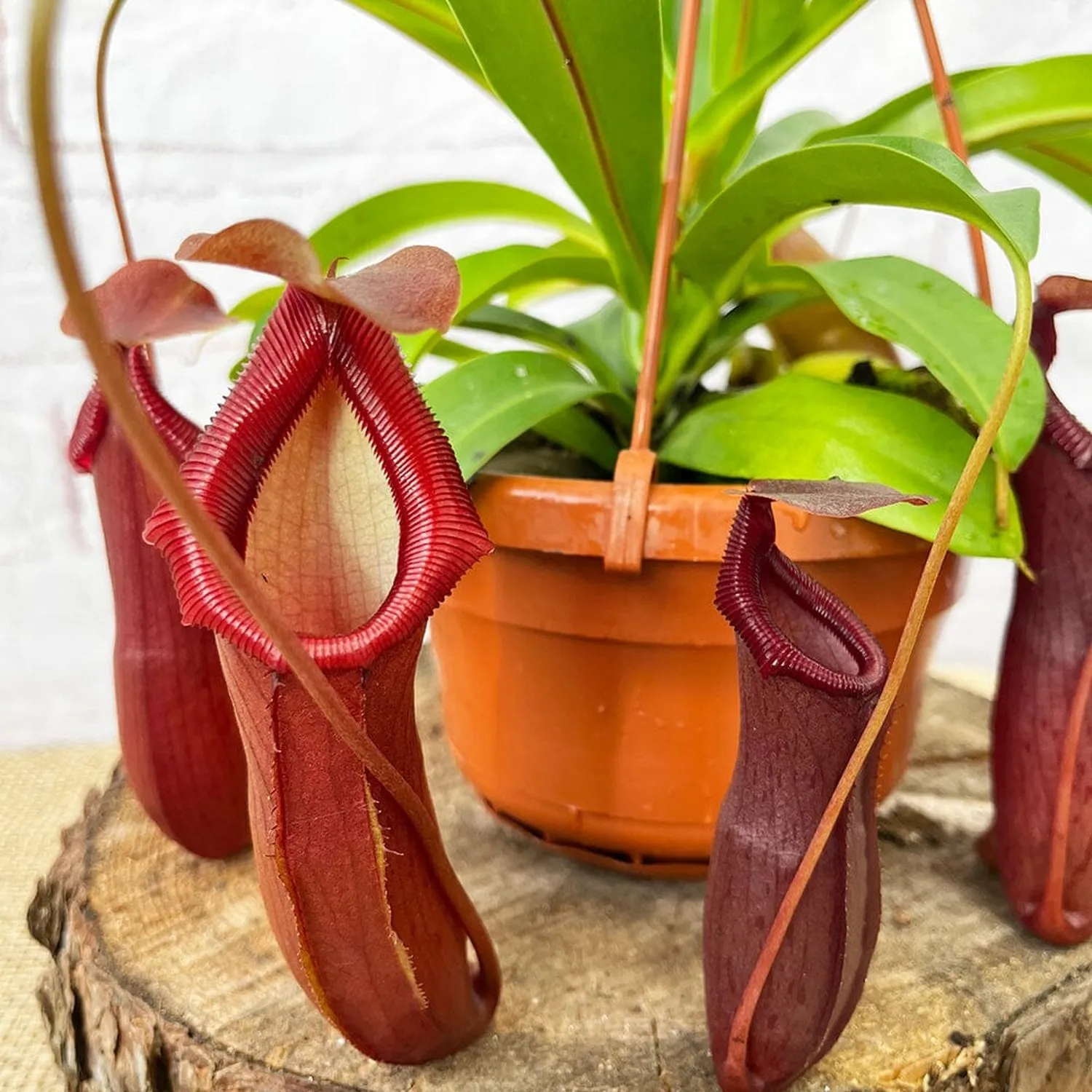 30 - 40cm Nepenthes Bill in Hanging Pot Monkey Jars 14cm Pot House Plant