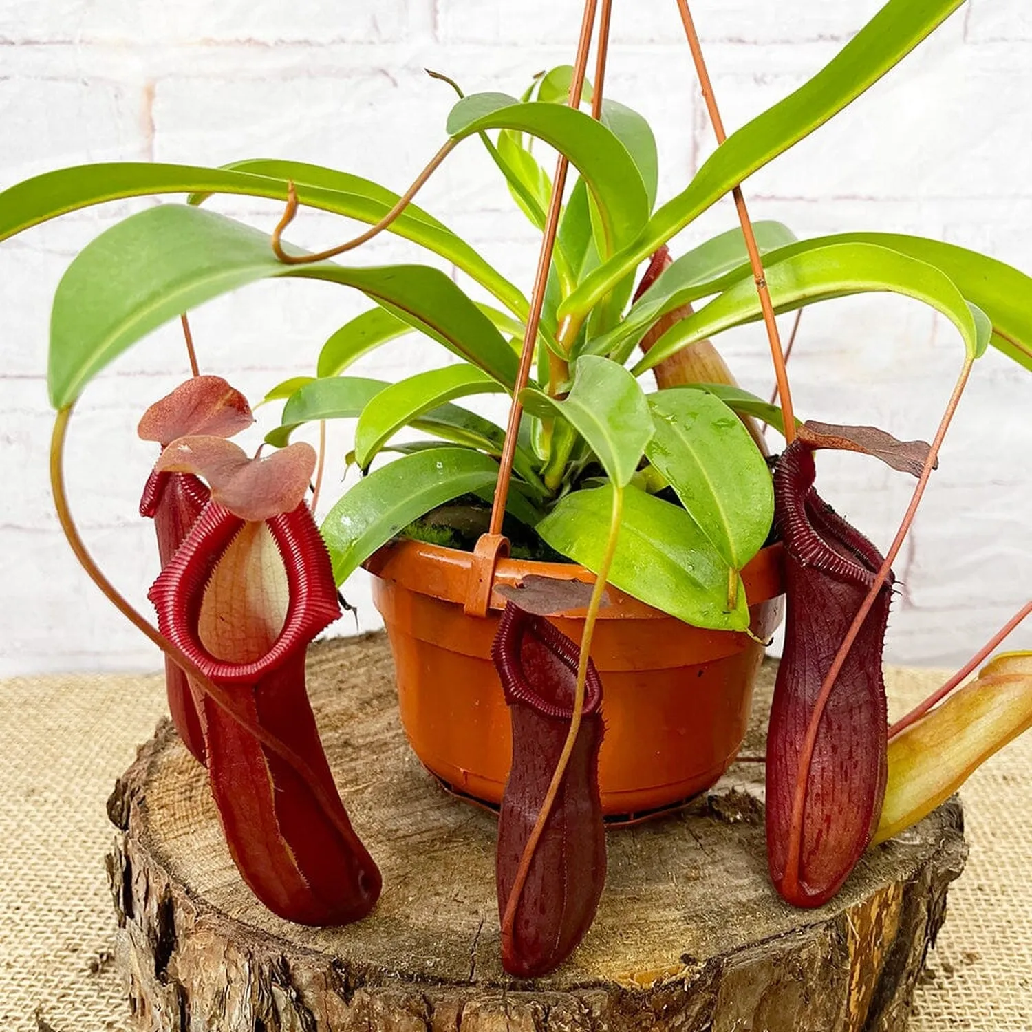 30 - 40cm Nepenthes Bill in Hanging Pot Monkey Jars 14cm Pot House Plant