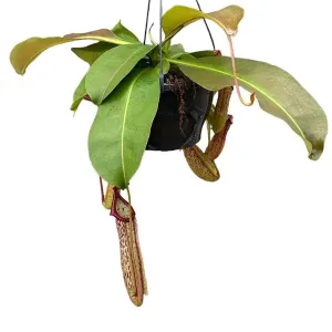 30 - 40cm Nepenthes Miranda in Hanging Pot Monkey Jars 19cm Pot House Plant