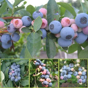 Bare Root Rabbiteye Blueberry Plant Collection (Vaccinium virgatum cv.)