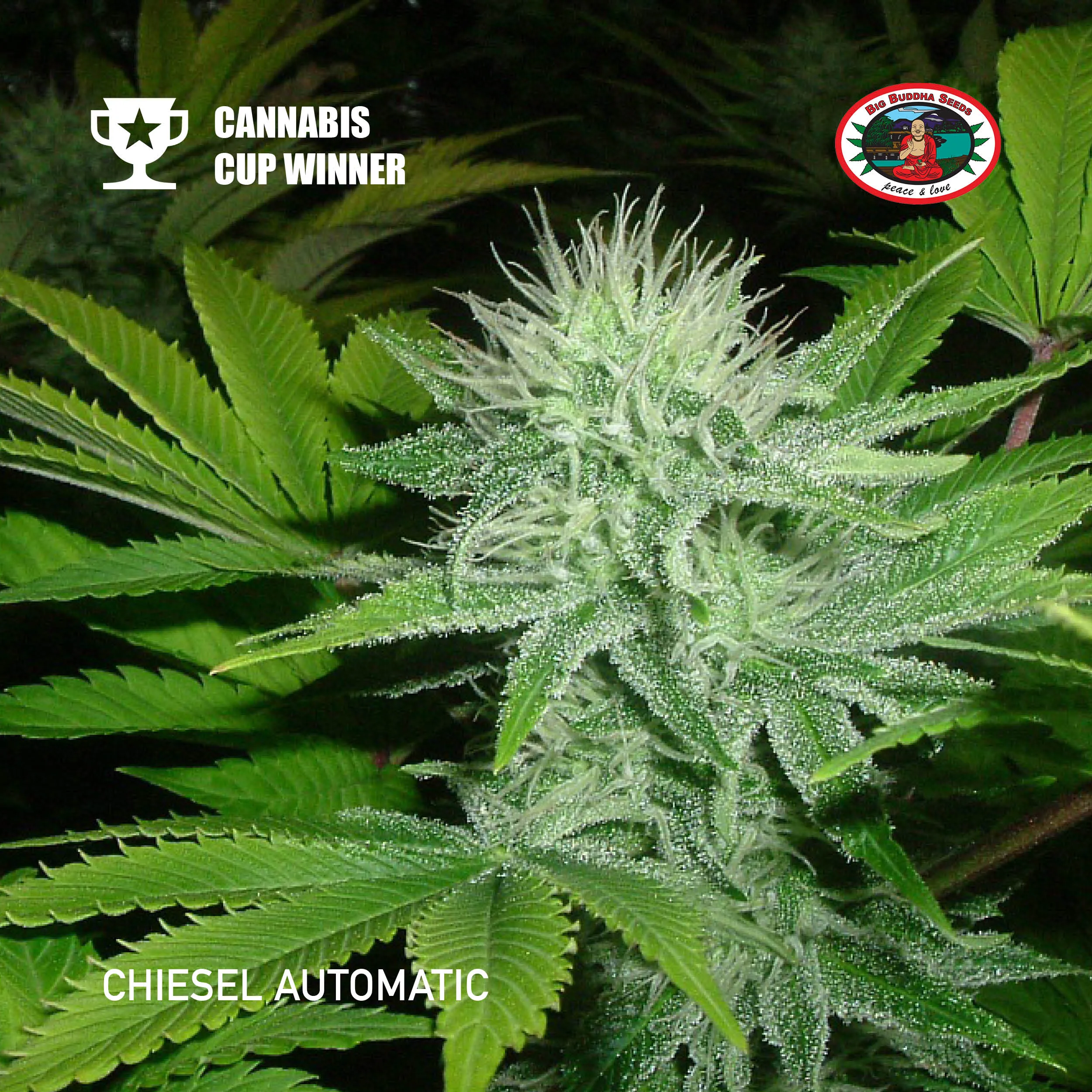 Big Buddha Seeds - Chiesel Automatic