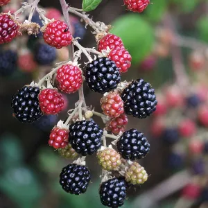 Blackberry Oregon Thornless (Rubus fruticosus) Fruit Bush 3ltr Pot