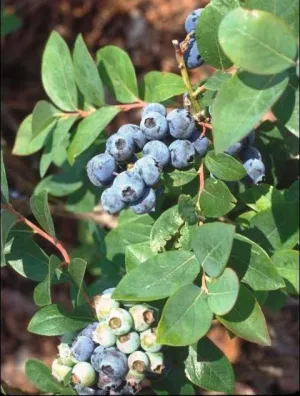 Blueberry - Sweet Crisp (Southern Highbush)