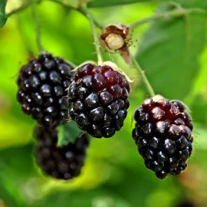 Boysenberry (Rubus ursinus x idaeus) Fruit Bush 3ltr Pot