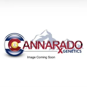 Cannarado Genetics - Herb