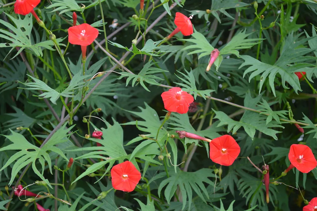 Cardinal Climber  Ipomoea x multifida  100 Seeds  USA Company