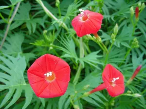 Cardinal Climber  Ipomoea x multifida  100 Seeds  USA Company