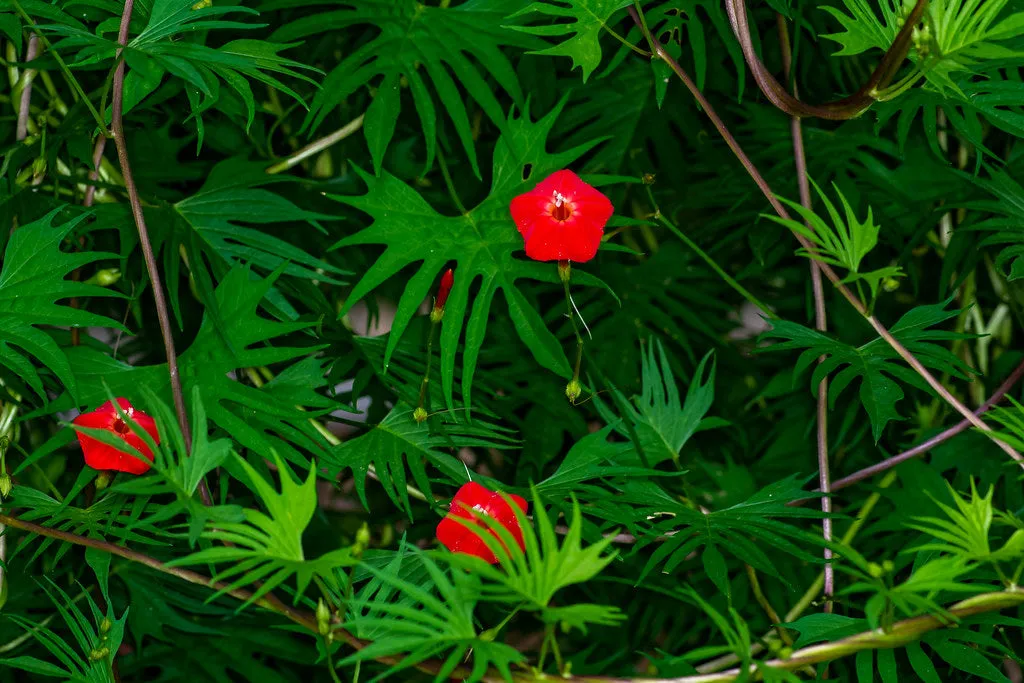 Cardinal Climber  Ipomoea x multifida  100 Seeds  USA Company