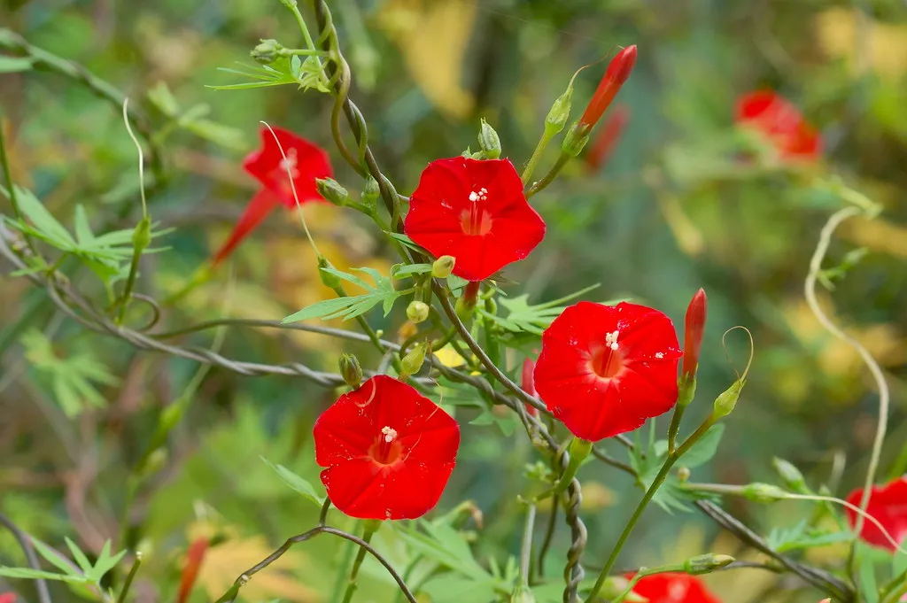 Cardinal Climber  Ipomoea x multifida  100 Seeds  USA Company