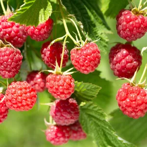 Caroline Raspberry Bush