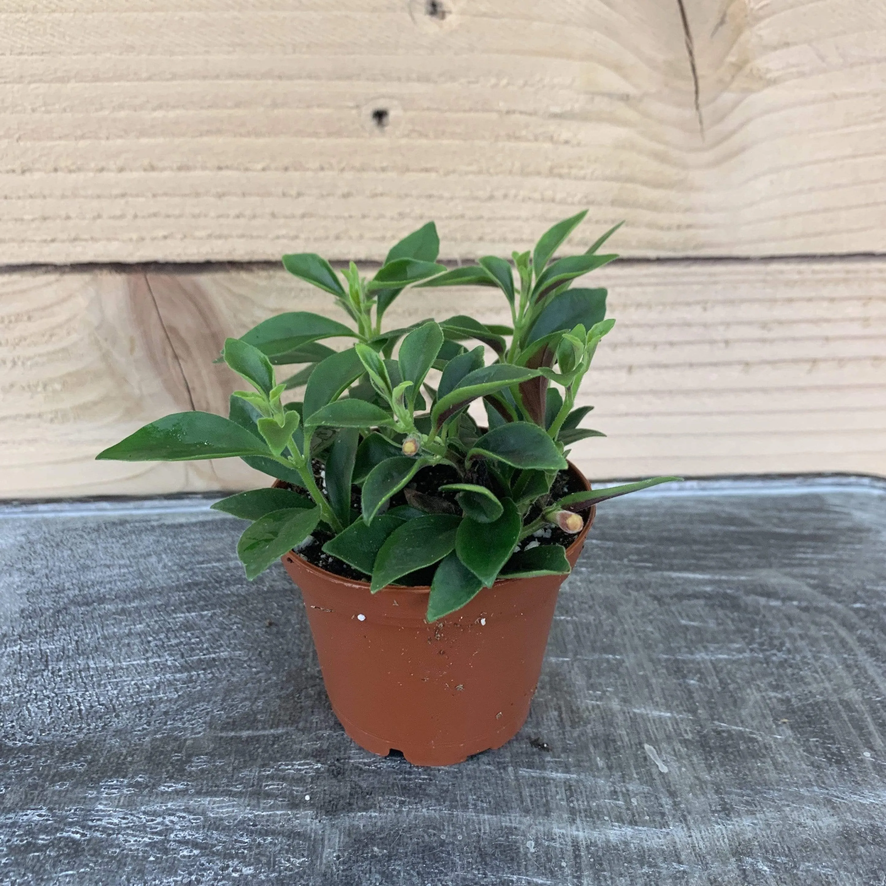 Codonatanthus Coral Crush, 2" Plant