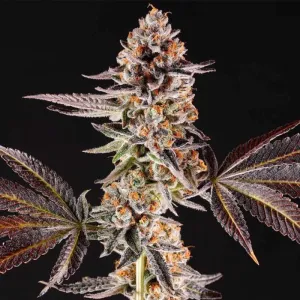 Compound Genetics - La Bomba