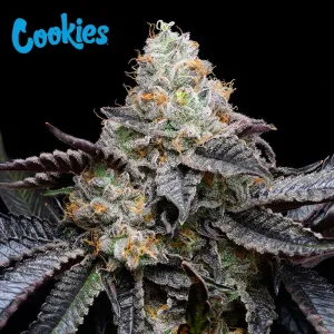 Cookies Seed Bank - Blueberry Bubblegum