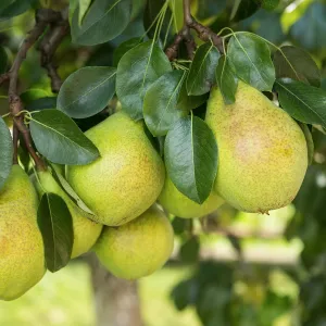 Flordahome Pear Tree