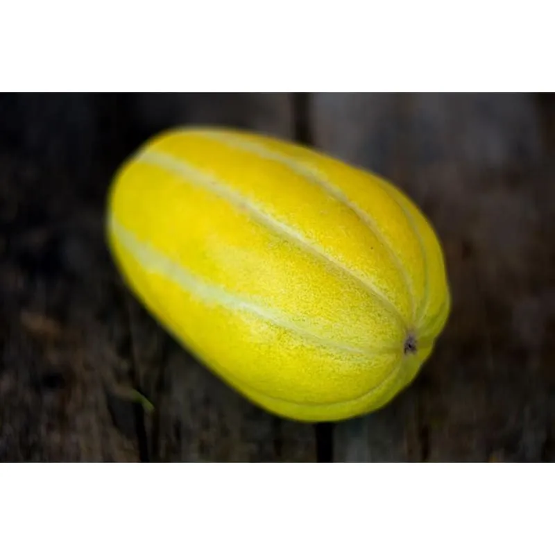 Ginkaku Melon (F1 Hybrid, 70 Days)