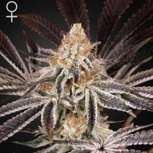 Green House Seeds - Dark Phoenix