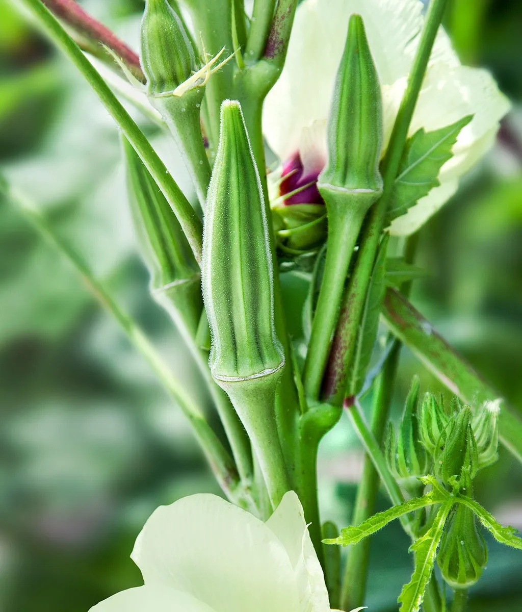 Heirloom Organic Clemson Spineless Okra Seeds