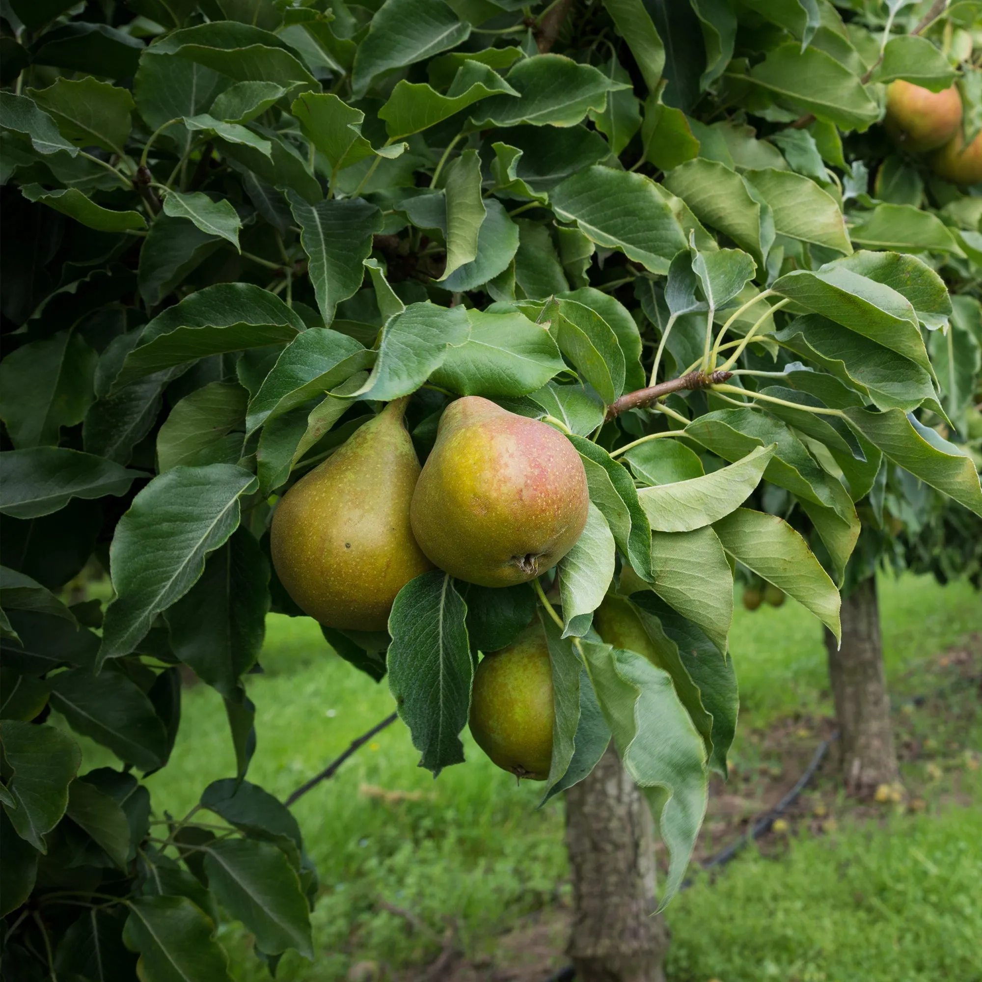 Kieffer Pear Tree