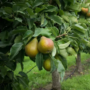 Kieffer Pear Tree