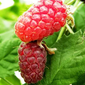 Loganberry (Rubus hybrid) Fruit Bush 3ltr Pot