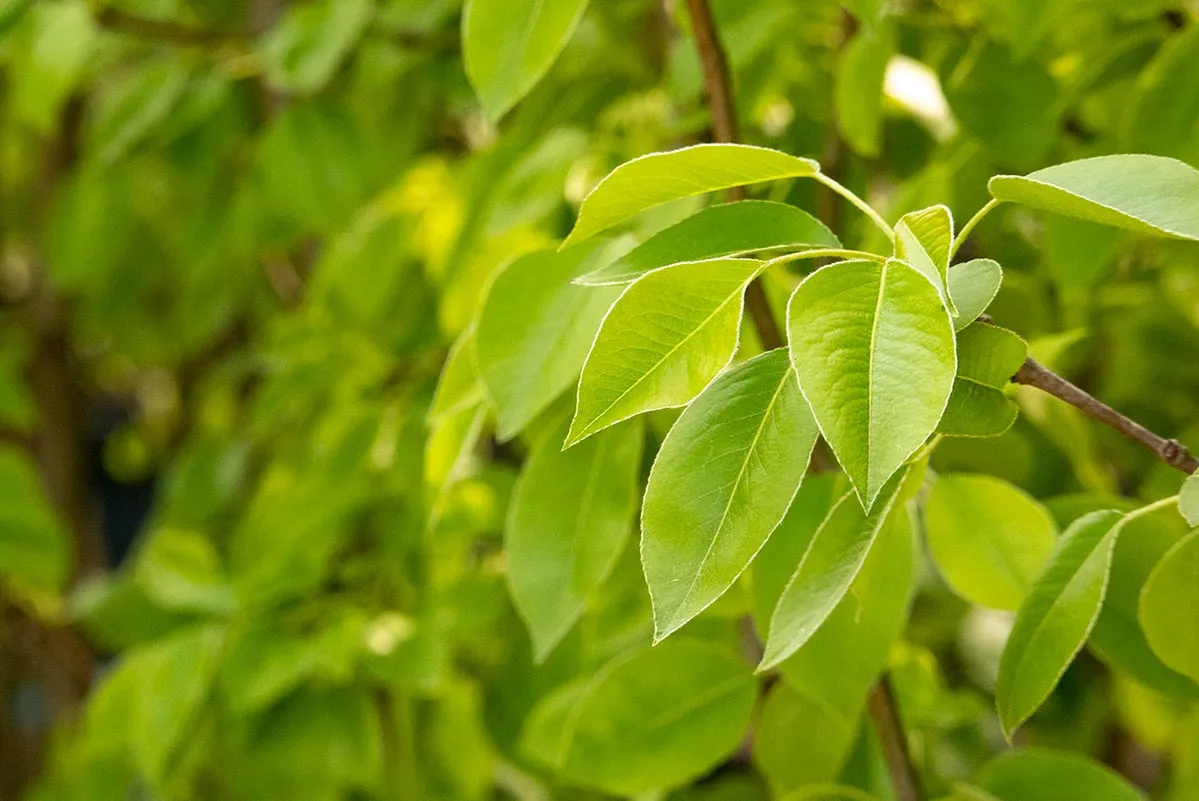 Moonglow Pear Tree