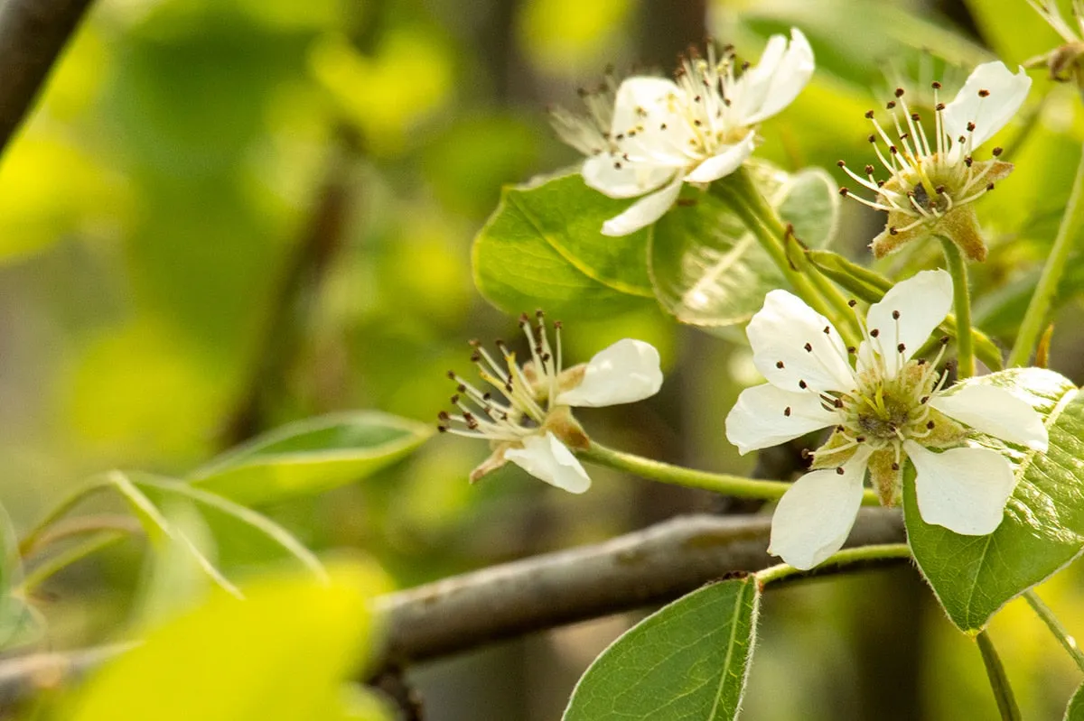 Moonglow Pear Tree