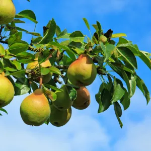 Moonglow Pear Tree