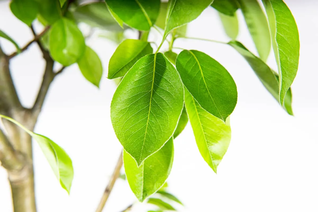 Moonglow Pear Tree