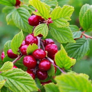 Nanking Cherry Tree