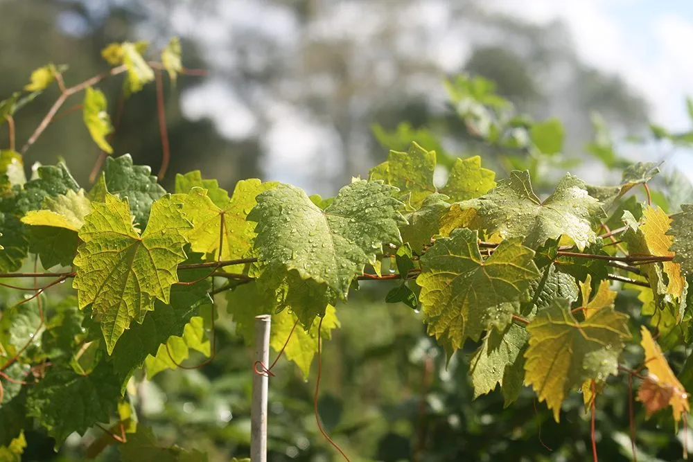 Noble Muscadine Grape Vine Shrub