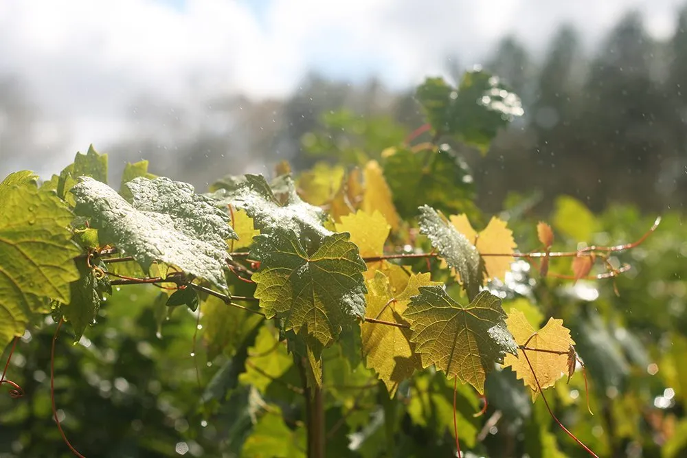 Noble Muscadine Grape Vine Shrub