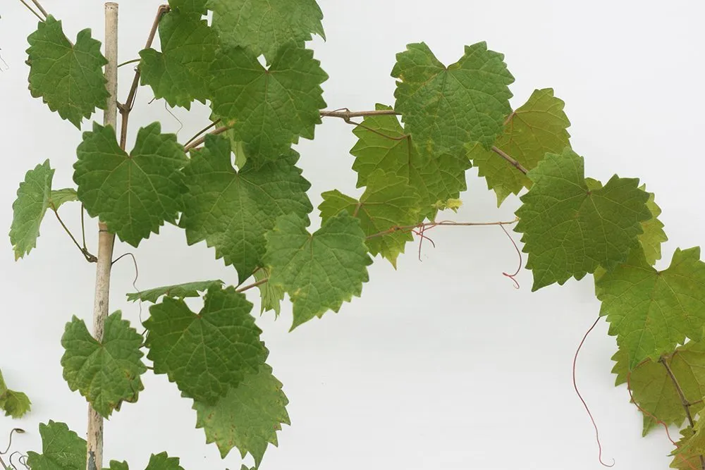 Noble Muscadine Grape Vine Shrub