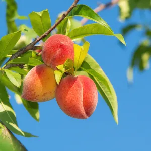 O Henry Peach Tree