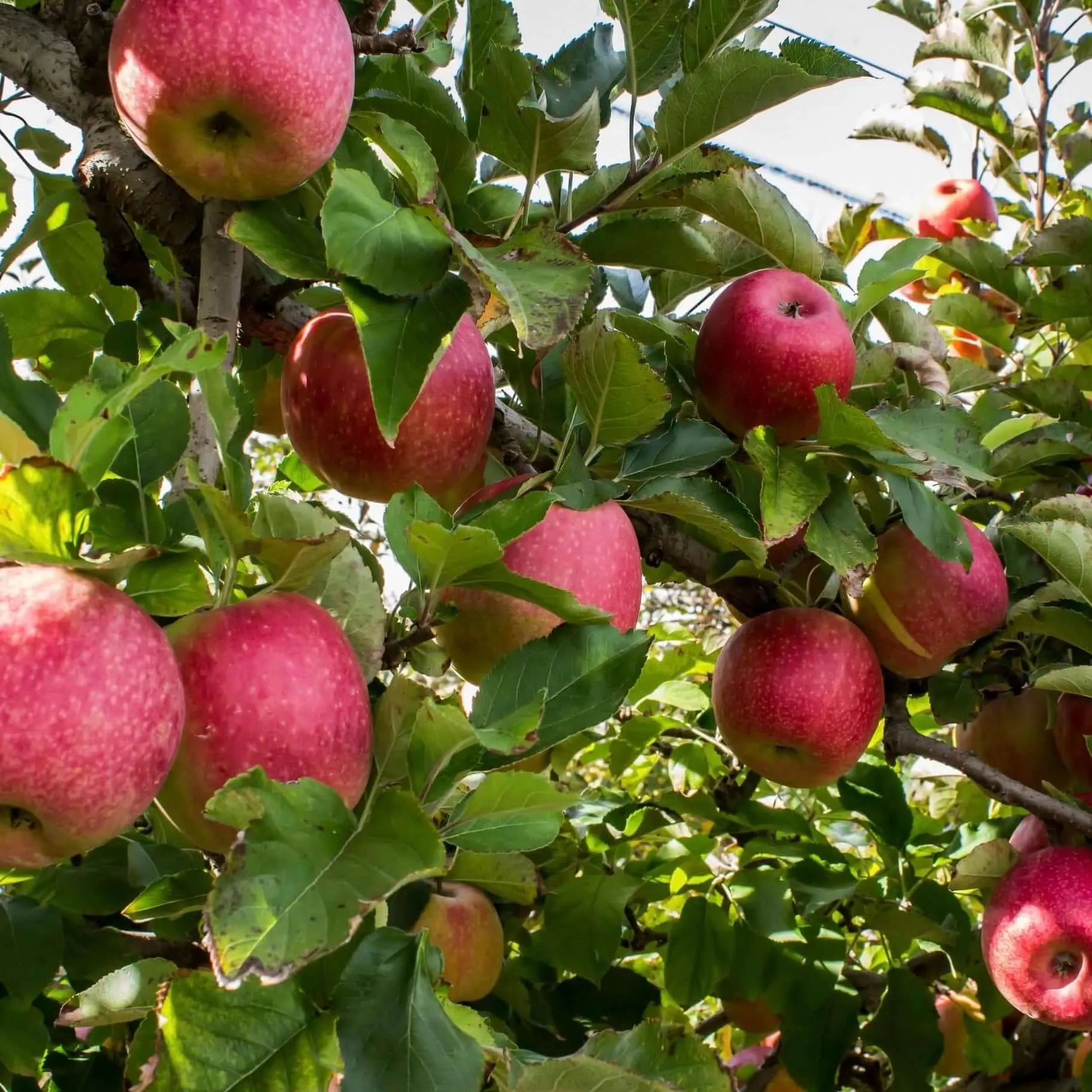 Pink Lady Apple Tree