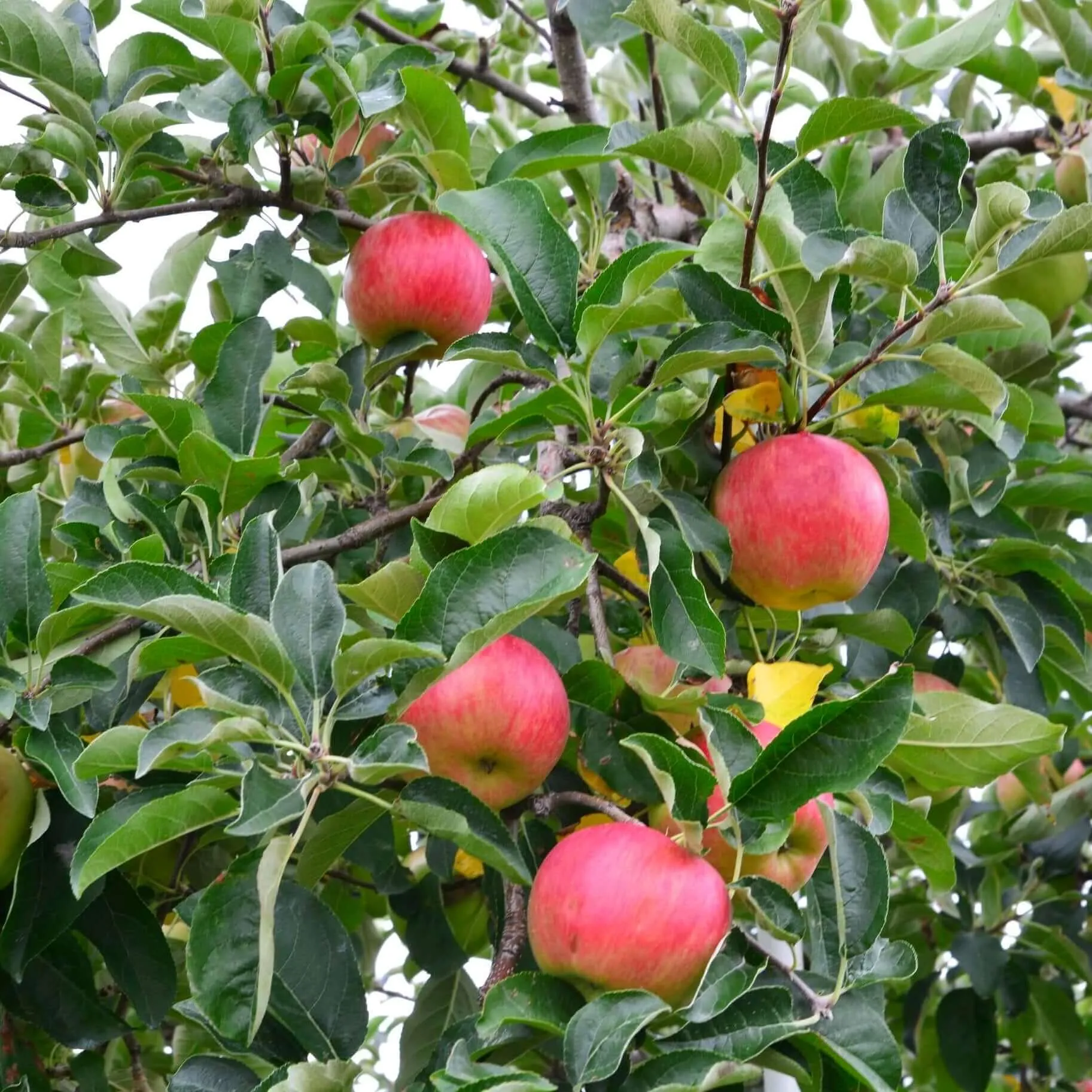 Pink Lady Apple Tree