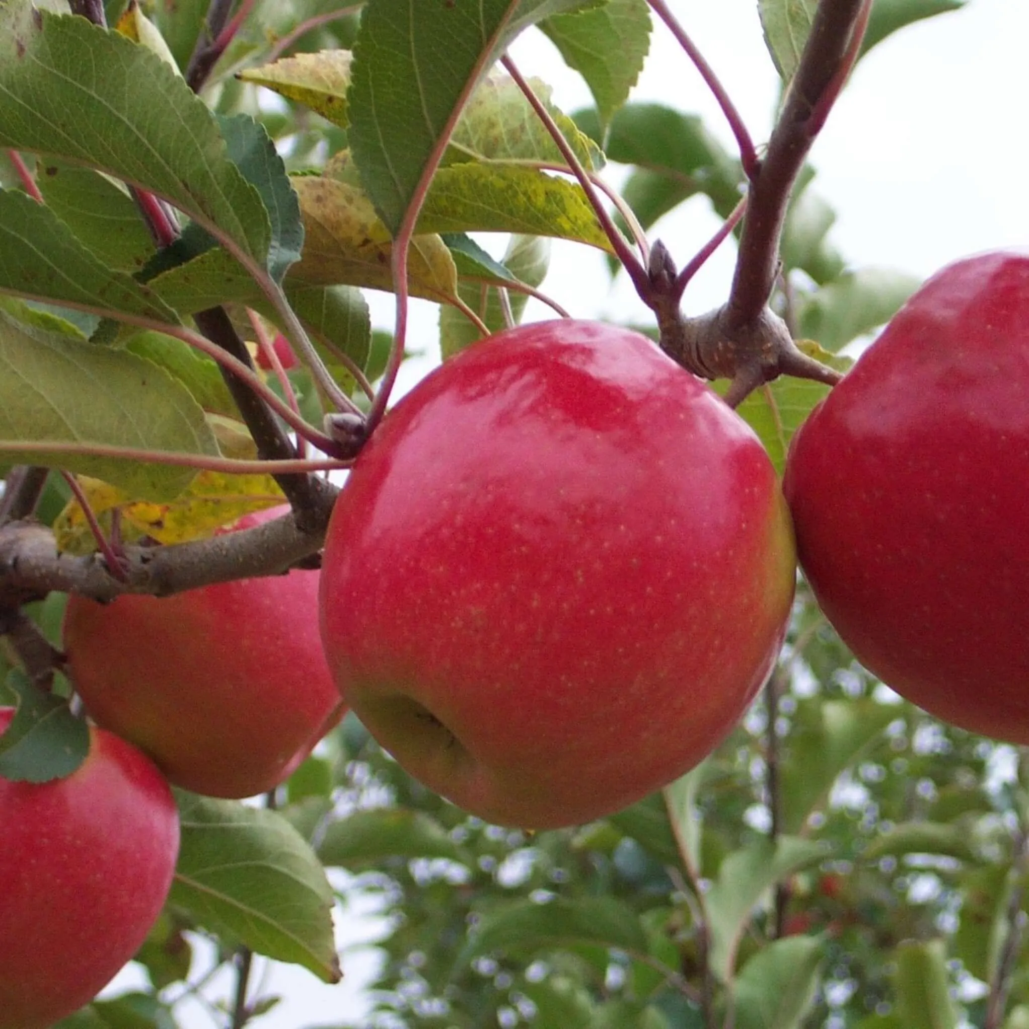 Pink Lady Apple Tree