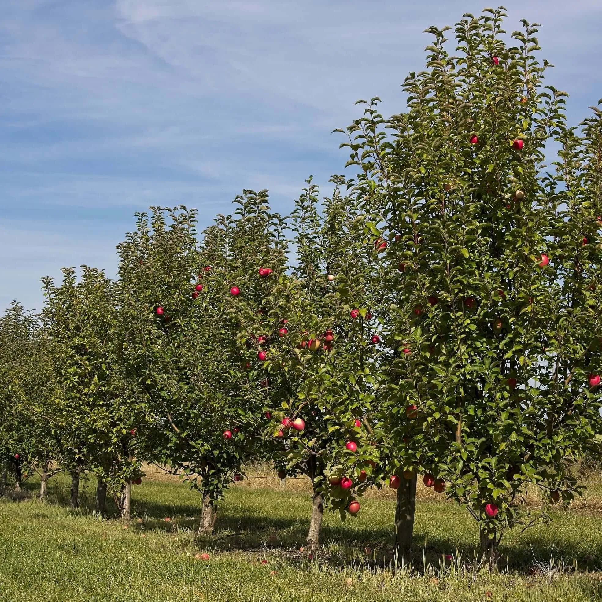 Pink Lady Apple Tree