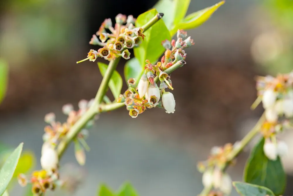 Premier Blueberry Bush