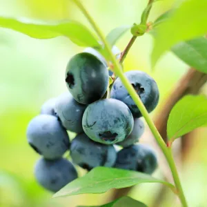 Premier Blueberry Bush