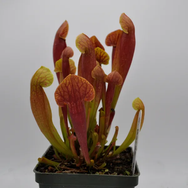 Sarracenia x Barba Green