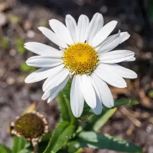 Sweet Daisy Birdy Shasta Daisy