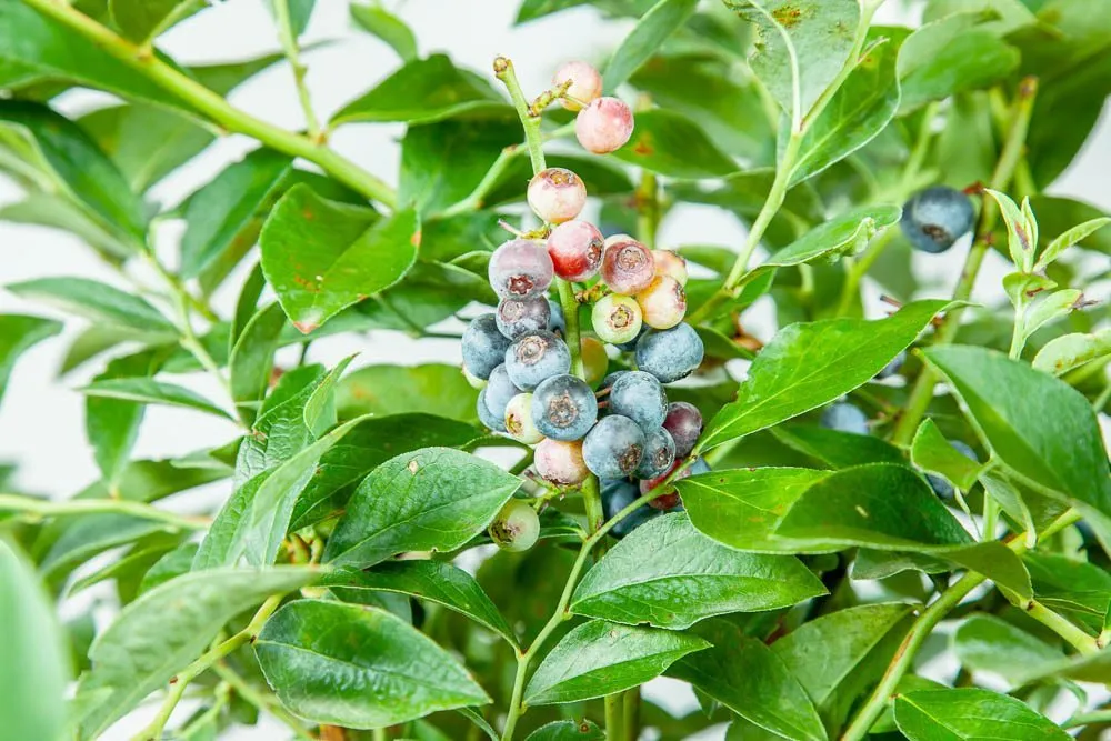 Tifblue Blueberry Bush