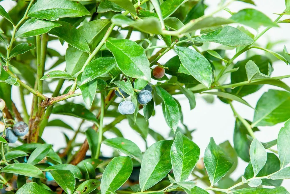 Tifblue Blueberry Bush