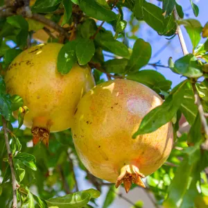 White Pomegranate Tree